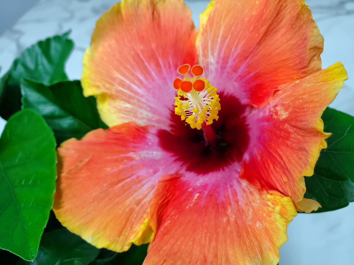 Fiesta Hibiscus Bush W9457