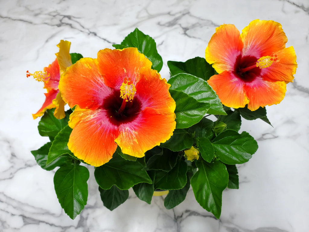 Fiesta Hibiscus Bush W9457