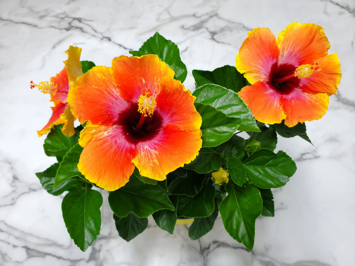 Fiesta Hibiscus Bush W9457