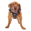 Big Black Dog Harness F279529