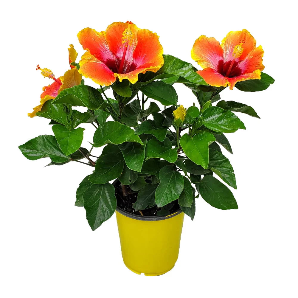 Fiesta Hibiscus Bush W9457