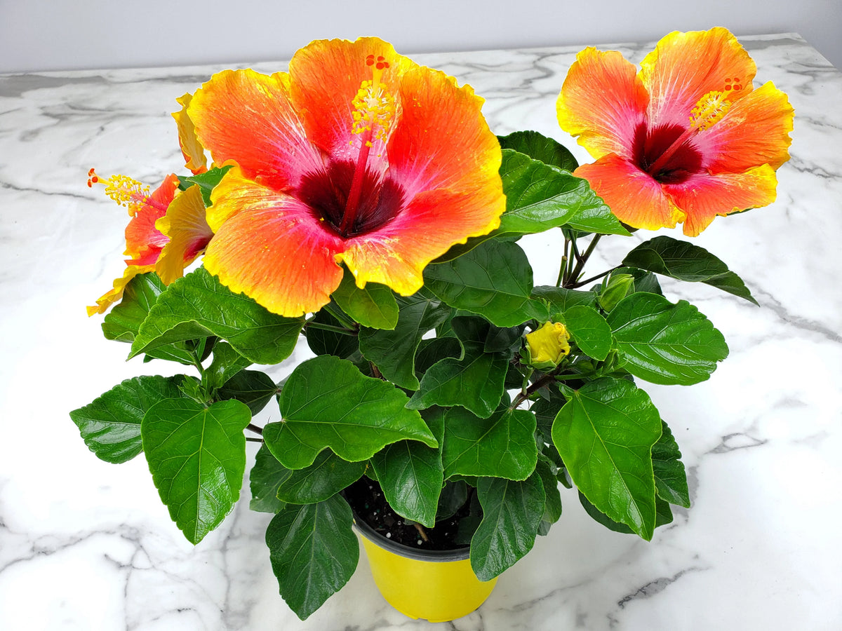 Fiesta Hibiscus Bush W9457