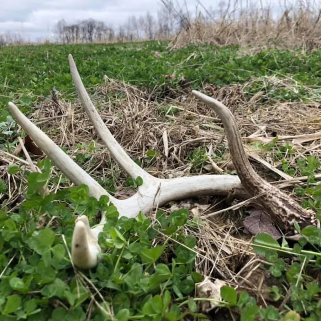 5 lbs Deer Food Plot Seed E8852
