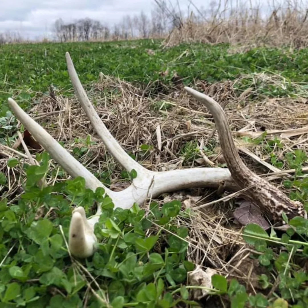 5 lbs Deer Food Plot Seed E8852