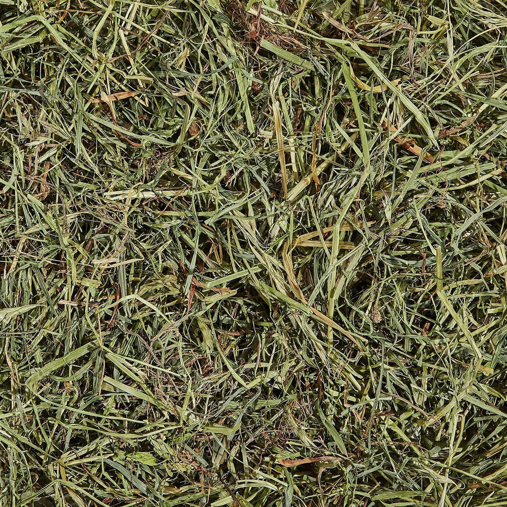 Orchard Grass C520731
