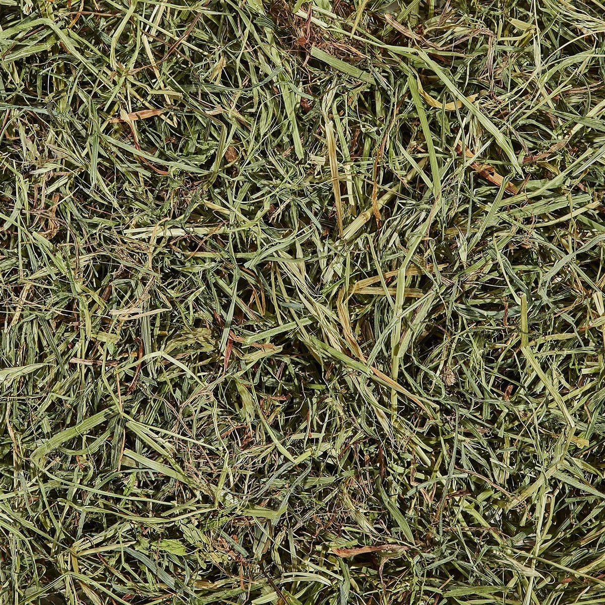Orchard Grass C520731