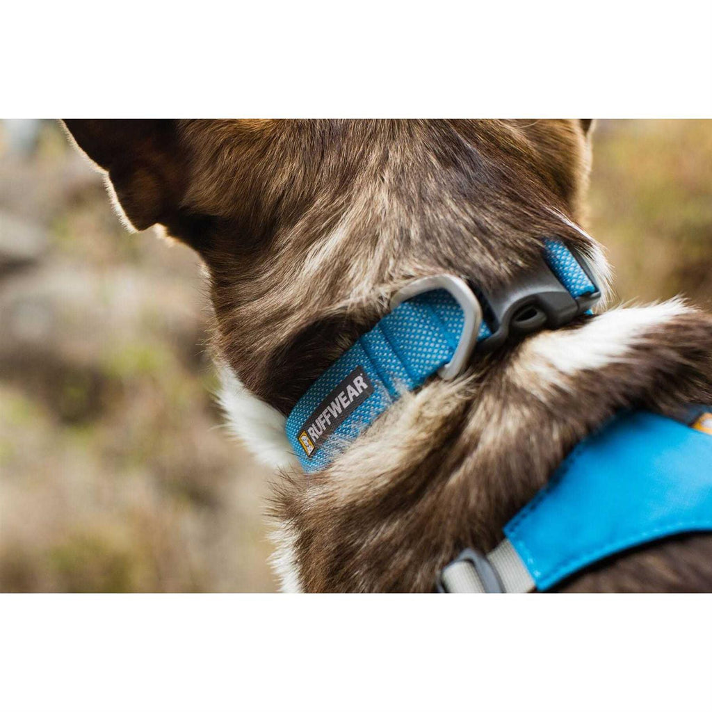 Hi Light Dog Collar H849915