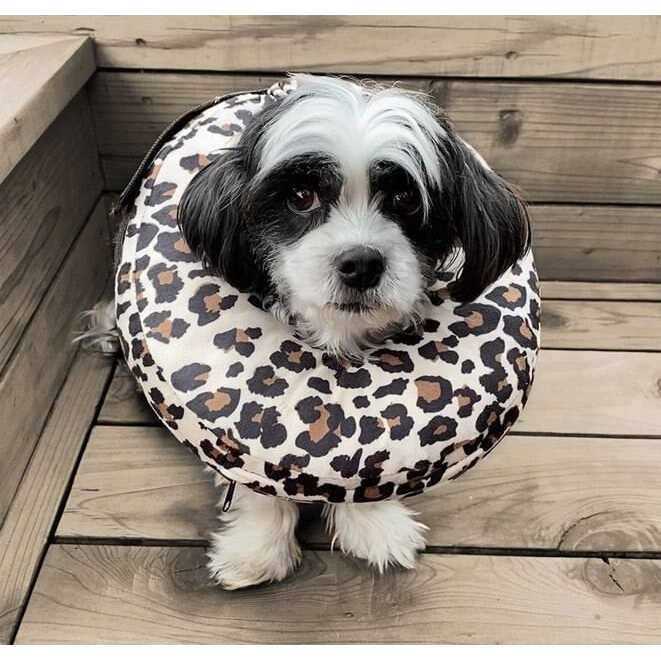 Dog & Cat Recovery Collar M892