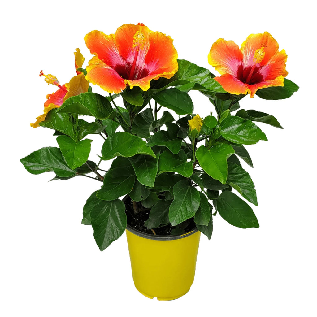 Fiesta Hibiscus Bush W9457