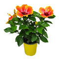 Fiesta Hibiscus Bush W9457
