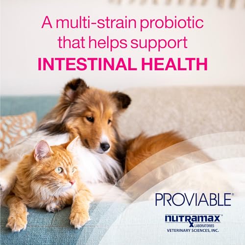 80 Capsules Probiotics and Prebiotics Supplement T989360