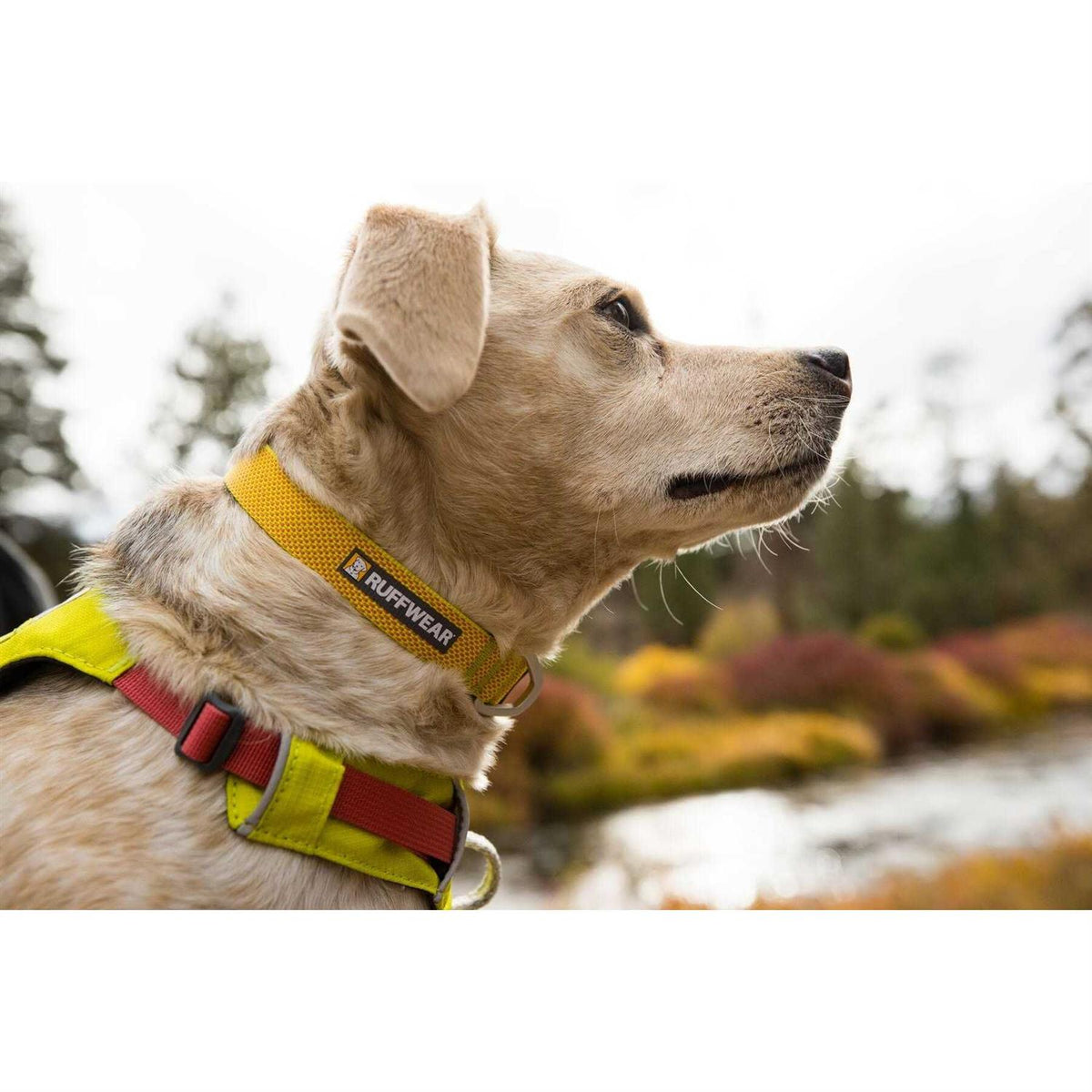 Hi Light Dog Collar H849915