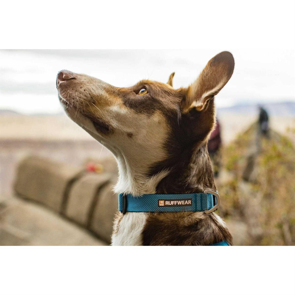 Hi Light Dog Collar H849915