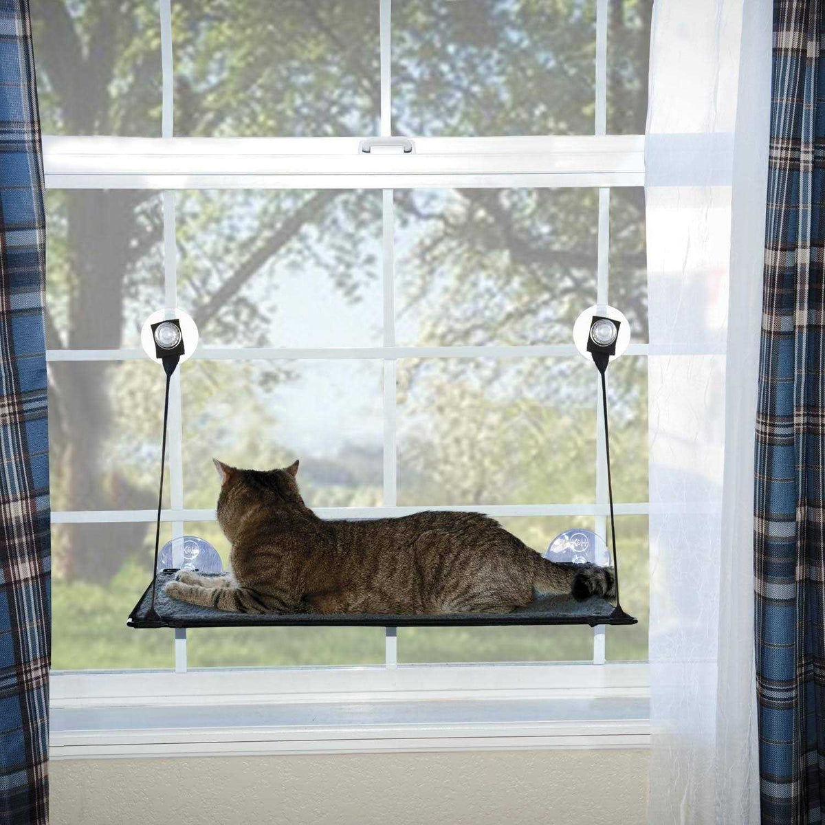 Window Kitty Sill N539173