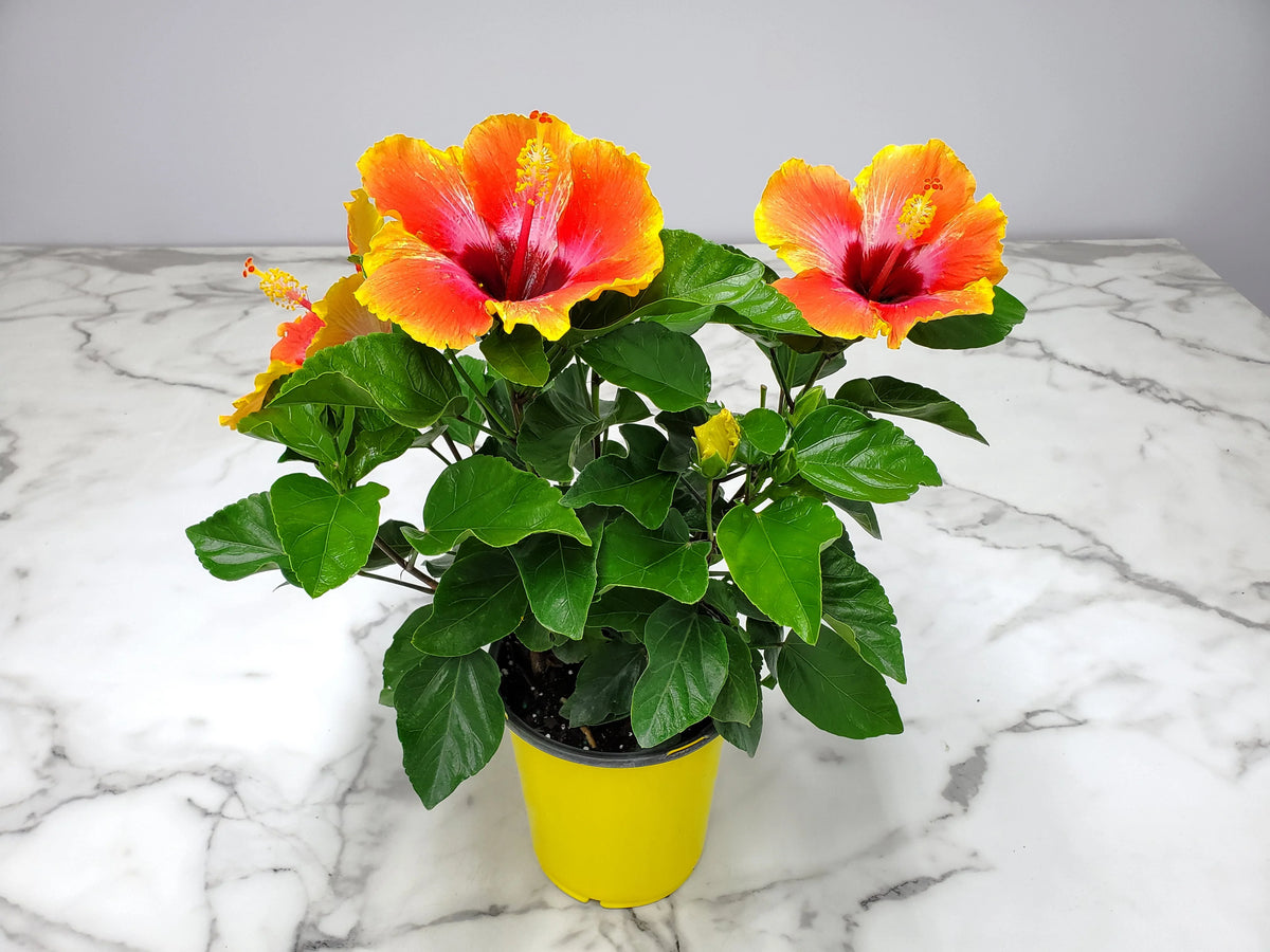 Fiesta Hibiscus Bush W9457