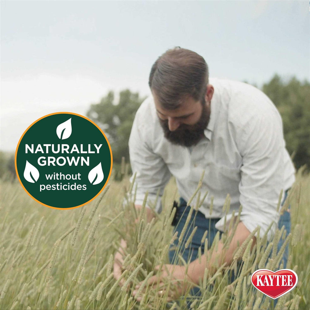 Orchard Grass C520731