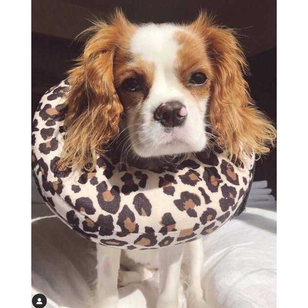Dog & Cat Recovery Collar M892
